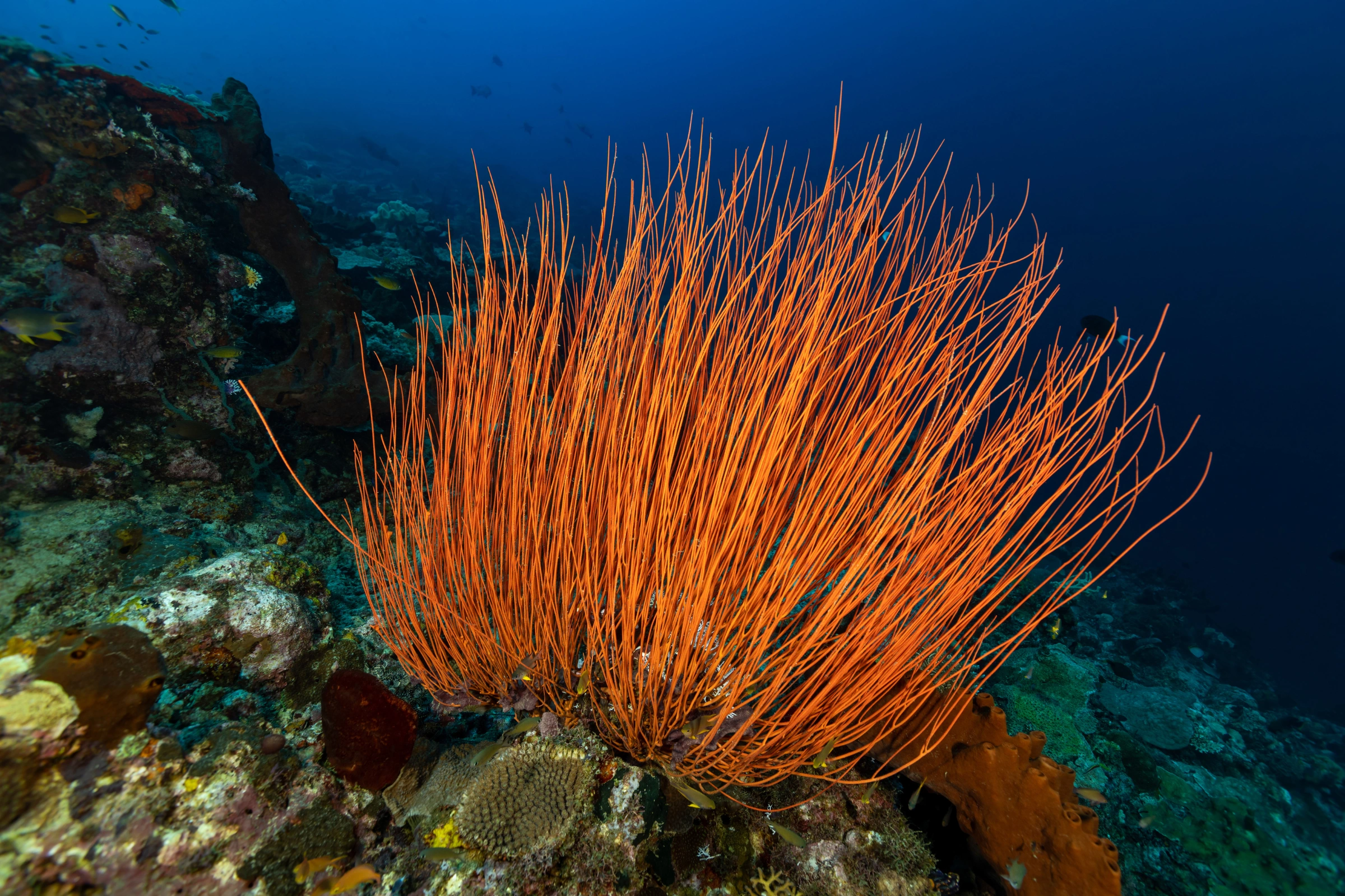 09_Nusa_Laut[1].webp